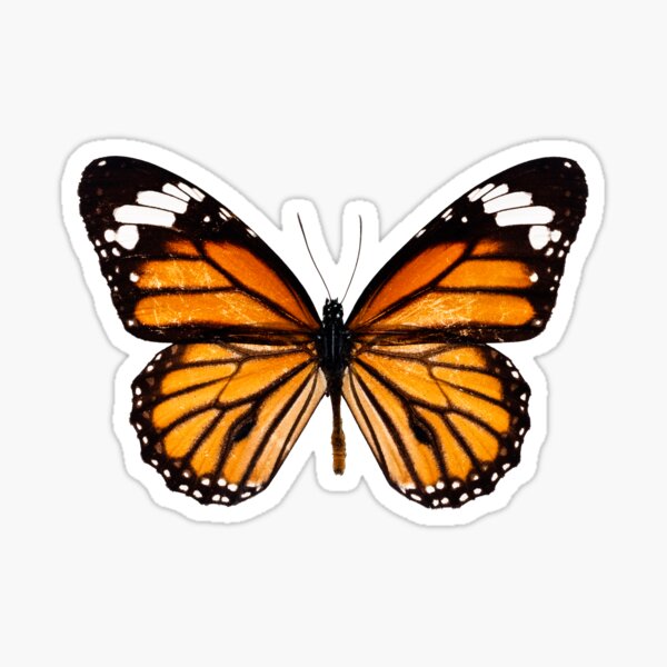 Monarch butterfly sticker Sticker