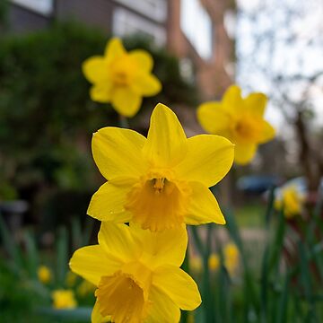 Artwork thumbnail, Yellow daffodils.Stay Active by santoshputhran