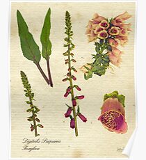 Digitalis purpurea botanical print Poster