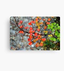Fagus Canvas Print