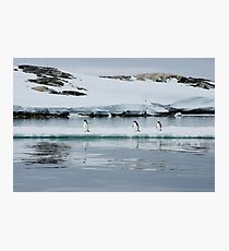 Penguin Party Photographic Print