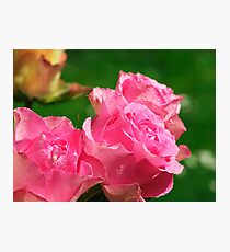 Raindrops on Roses..... Photographic Print