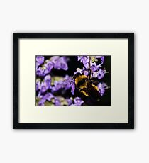 Bumble Bee At Dusk Framed Print