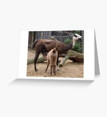 Breast is best for baby llama Greeting Card