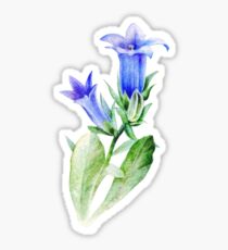 Campanula blue bell flower watercolor Sticker