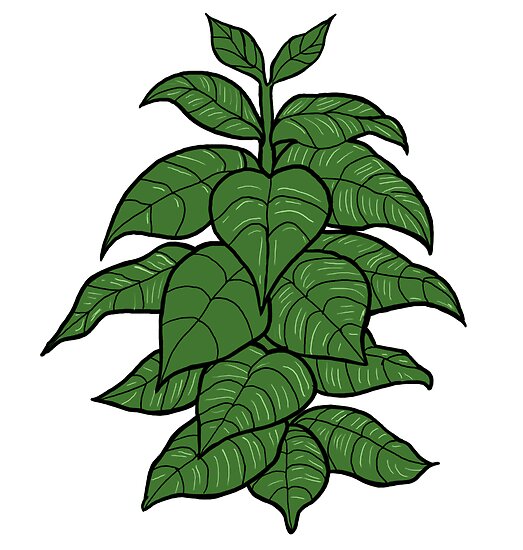 "Tobacco plant" Posters by CigarInspector Redbubble