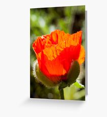 young poppy catching the sun Greeting Card