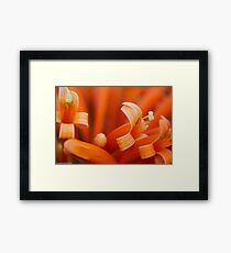 Puang Sad; Pyrostegia venusta; her name:) Got Featured Work:) Framed Print