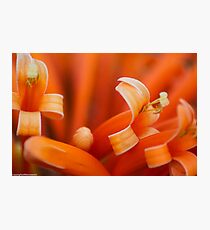 Puang Sad; Pyrostegia venusta; her name:) Got Featured Work:) Photographic Print