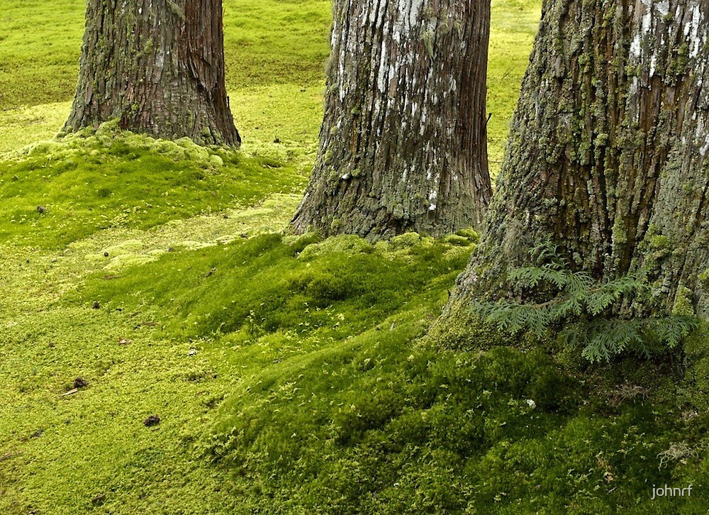 "Japan, Kyoto, Moss garden." by johnrf Redbubble