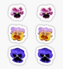 Pansy Sticker
