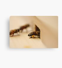 Polen Canvas Print