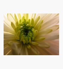 macro Photographic Print