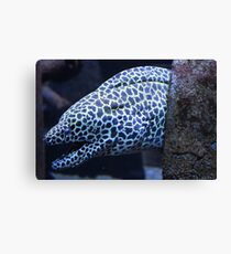 The moray Canvas Print