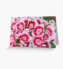 Pinks Greeting Card