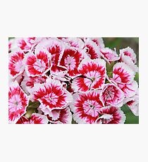 Pinks Photographic Print