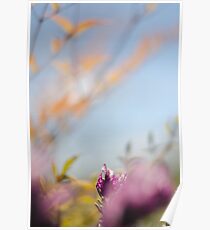 Tranquil lavender Poster