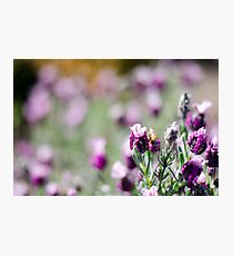 Lavender bee Photographic Print