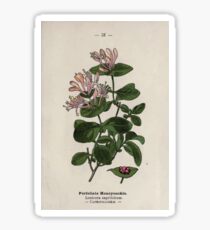 Wayside and woodland blossoms a pocket guide to British wild flowers for the country rambler by Edward Step 1895 031 Perfoliate Honeysuckle Sticker