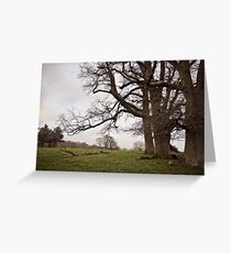 bare trees Greeting Card