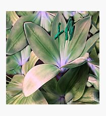Lily in Green Photographic Print