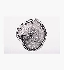 Old Growth Pine from Albion Basin, Utah Photographic Print