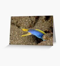 Blue-ribbon Eel - Rhinomuraena quaesita Greeting Card