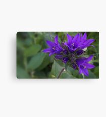 Purple flowers Canvas Print
