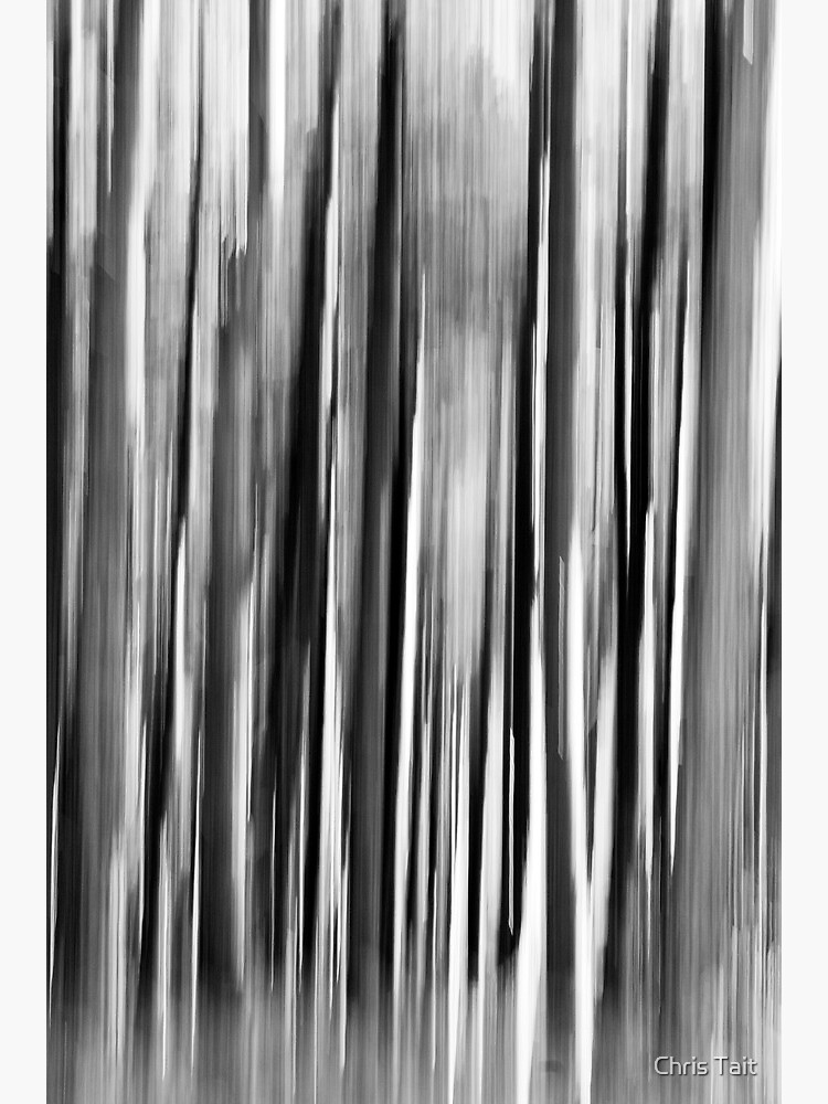 Pine Trees by christait