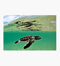 Long-distance swimmer Photographic Print