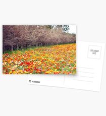 Changing Seasons Postcards