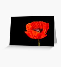 close up orange poppy in the sun Greeting Card