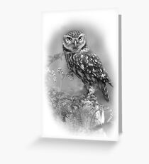 Little Owl Greeting Card