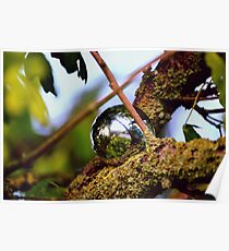 Chrome Ball in Tree Poster