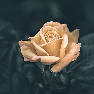 Artwork thumbnail, A Symbol of Love: The Resplendent Rose by cokemann