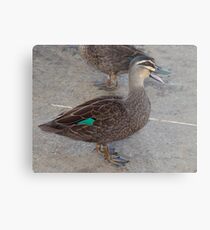 Quack, Quack, Quack Metal Print