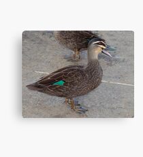 Quack, Quack, Quack Canvas Print