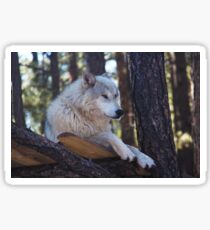Timber Wolf Sentinel Sticker