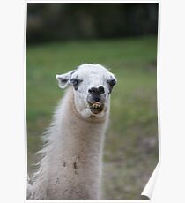 funny llama Poster