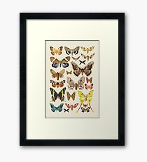 Collection Framed Print