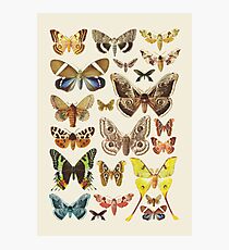 Collection Photographic Print