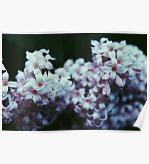 Pale Flowers Poster