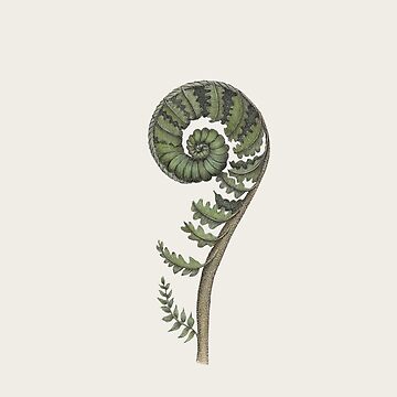 Hand Drawn Of Fiddlehead On White Background Stock Illustration  Download  Image Now  Fiddleheads Ostrich Fern Curled Up  iStock