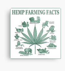Hemp Farming Metal Print