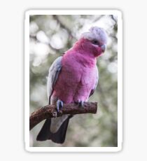 Galah Sticker