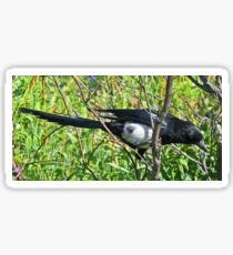 Magpie The Trickster Bird Sticker