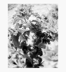 Sea Holly Photographic Print