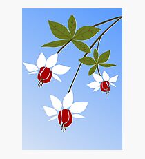 Fuchsia Photographic Print
