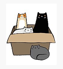Cats in a Box Photographic Print