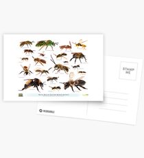 Beautiful Bees of Eastern North America Postcards